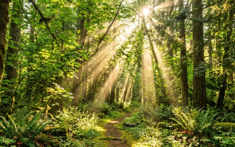 Sunbeams falling through a forest canopy